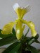 orchidej Střevíčník
